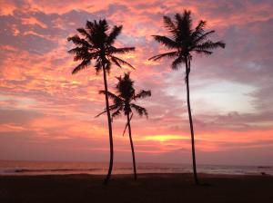 Coconut Surf Inn