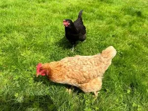 The Hen House - Haddington