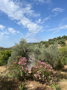 Cortijo alhijra small yurt