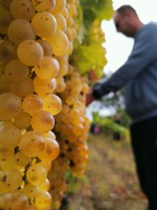 Aranynap Vendégház és Borászat
