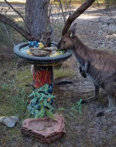 Island Alive Guest House