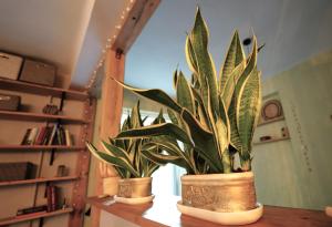 Jaukus Butas - Studija centre