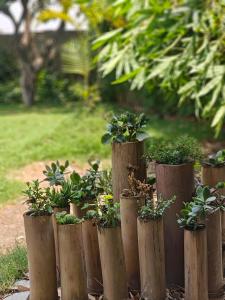 Golden Bamboo