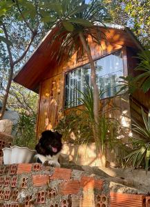 Mèo Home - Bụi Homestay