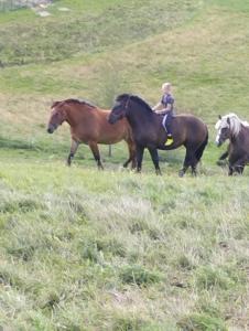 Agroturystyka Sianowo