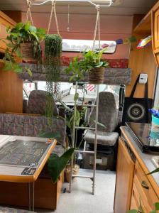 Tibetan Buddhist Jungle Camper