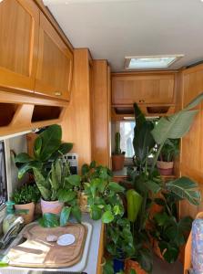 Tibetan Buddhist Jungle Camper