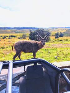 Devil mountain villa