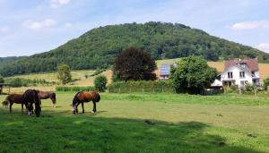 Ferienwohnung MW 4a bis 66 m2 Höxter Weserbergland Weser 1-2P 1SZi mBad 3-4P 2SZi m2Bäder Terrasse Wäsche Endreinigung Self CheckIn
