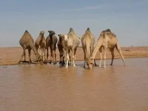 Apadi camp - 阿布达巴