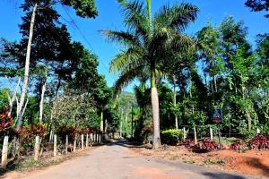 Coffee Crown Homestay - 1KM Falls, Home Food & Coffee Estate