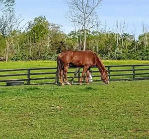 102 Acre Pet Friendly Horse Farm! Bring your horse too! - Franklin
