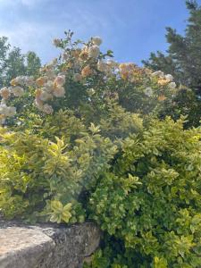 B&B / Chambres d'hotes La Borie en Provence : photos des chambres