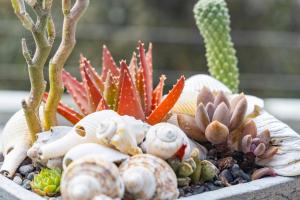 Pearl Moon Boutique Suites