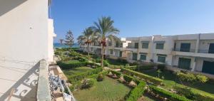 Canary peach Elsokhna no 9 road 2