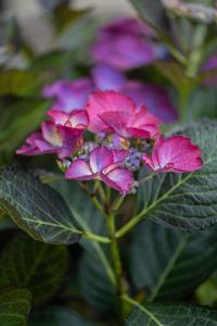 Huus de Freese 35224