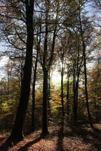 Appartements Un Balcon en Foret : photos des chambres