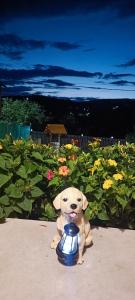 Căsuța din livadă