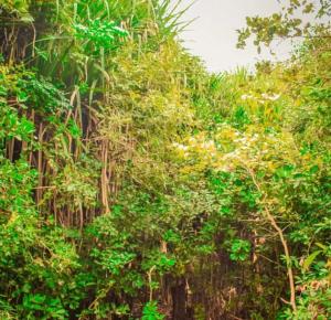 Vikindu forest campsite