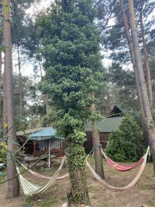 Dom Letniskowy IRENA