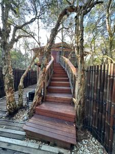 Melaleuca