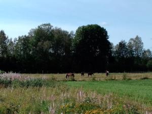 Private apartment in Innertavle