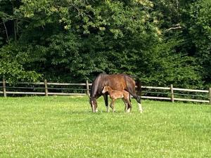 Maisons de vacances Le fer a cheval 72 - les contensieres : photos des chambres