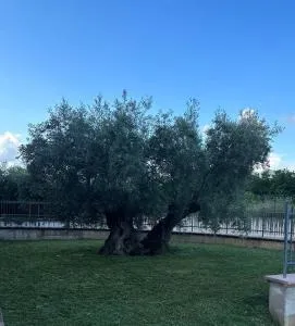 Il Melograno - Protte