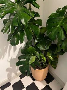 The Best Location in Condesa Roma with Air Conditioner