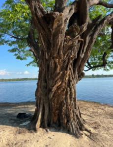 Amazônia LODGE Exxperience