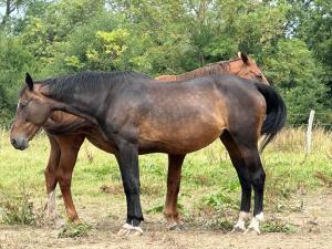 B&B / Chambres d'hotes Au Milieu des Haras : photos des chambres
