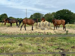 B&B / Chambres d'hotes Au Milieu des Haras : photos des chambres