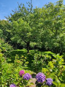 La Chaumière aux hortensias