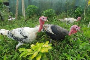 Amys Gästehaus, Permakultur Finca in Puntarenas, Canton de Osa