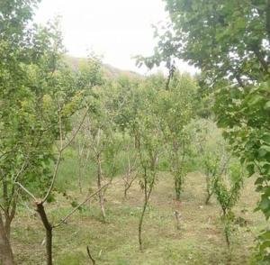 Ferme Hind , magnifique ferme avec grande piscine et un jardin splendide