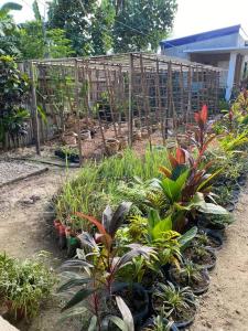 Free Breakfast Kabayod Place A1, General Luna Siargao