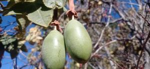 La Esperanza Carabuco