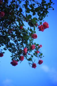 Sapa Jungle Homestay