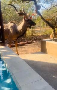 Vivo Per Lei - Marloth Park