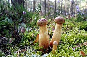 Sasino biały domek