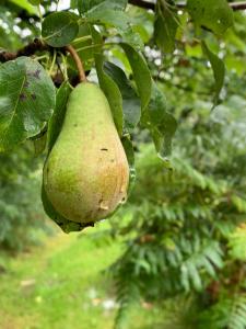 Fern Valley Tiny House