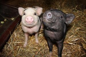 Ferienhof-Gerda-Ferienwohnung-Sternenhimmel