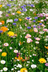 Easkey Glamping Village