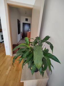 Apartman Aleksic