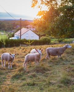 Les HerbesFolles de Oizy