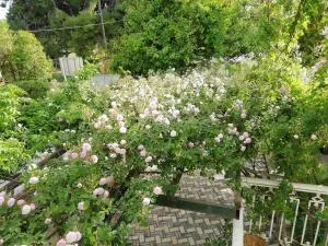 Elenas Studio - Paralía Avlídhos