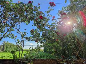 Maisons de vacances Maison provencale au milieu des champs : photos des chambres