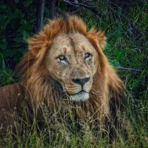 Modjadji Estate Lodge & Spa - 提姆巴瓦提禁猎区