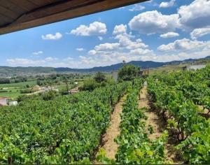 Vila Shehi Guesthouse and Winery