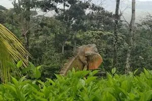 Volcano View Oasis Arenal - 福尔图纳